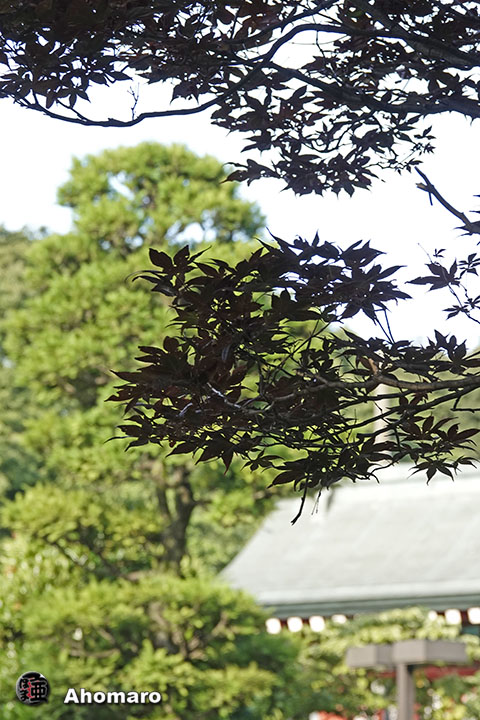 写真00