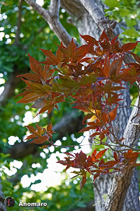 写真00