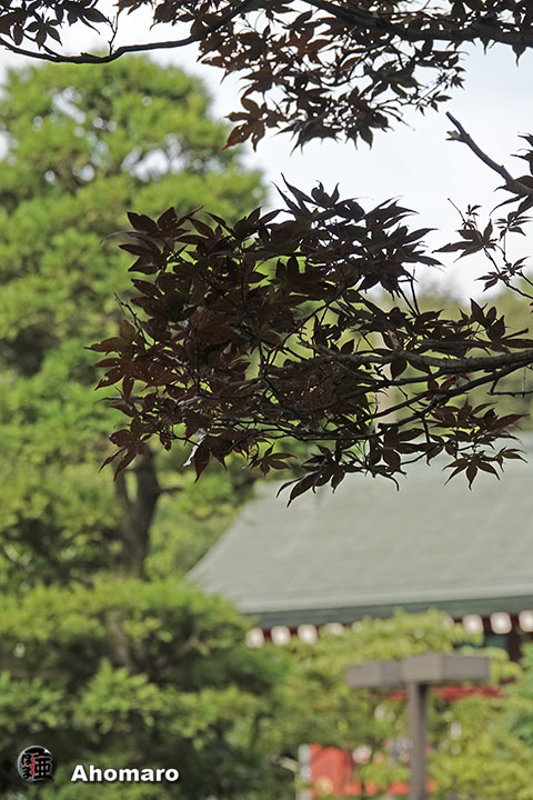 写真00