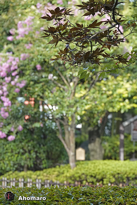 写真00