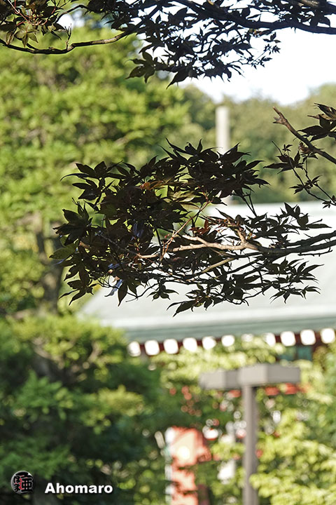 写真00