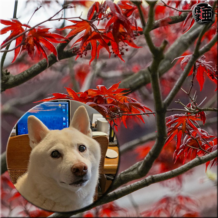 Lʐ^