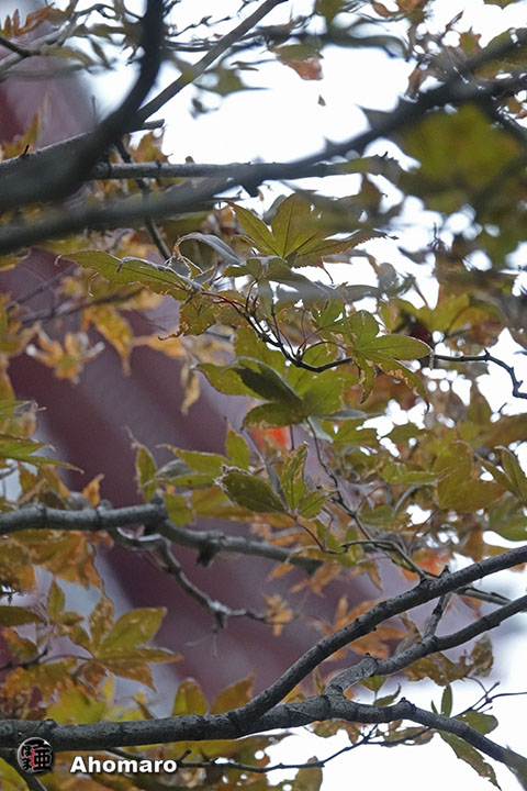 写真00
