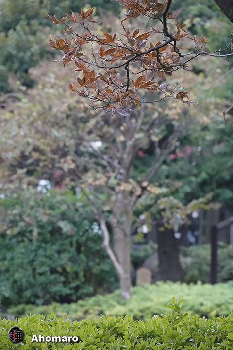 ʐ^00