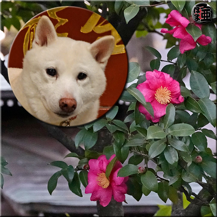 Lʐ^