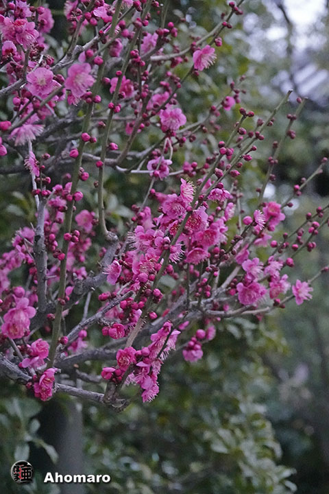 写真00