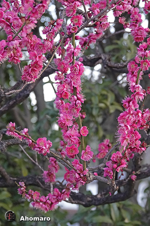 写真00