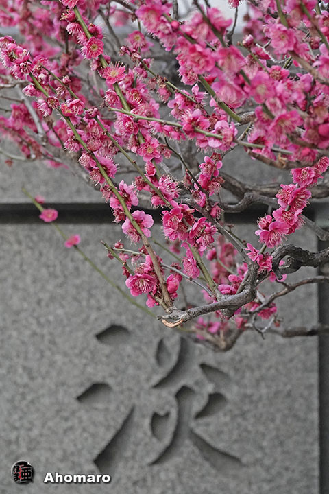 写真00