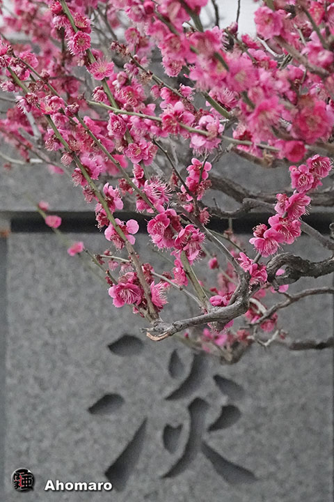 写真00