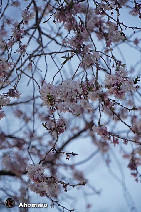 写真00