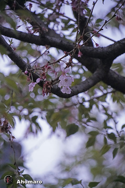 写真00