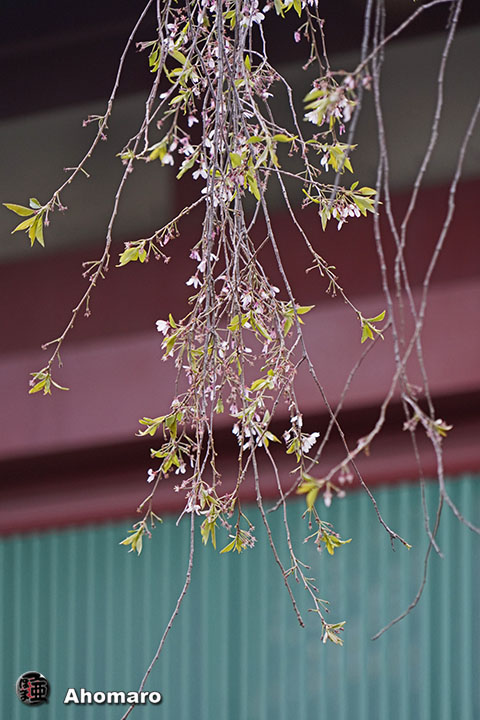 写真00