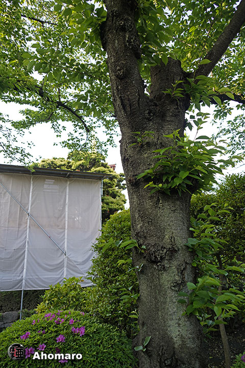写真00