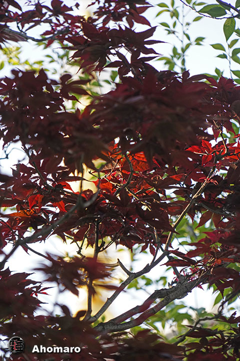 写真00