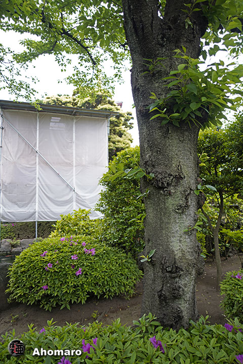 写真00