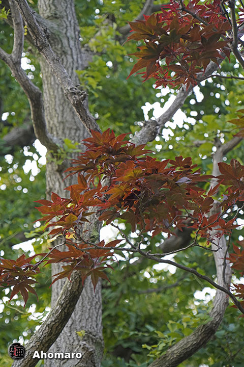写真00