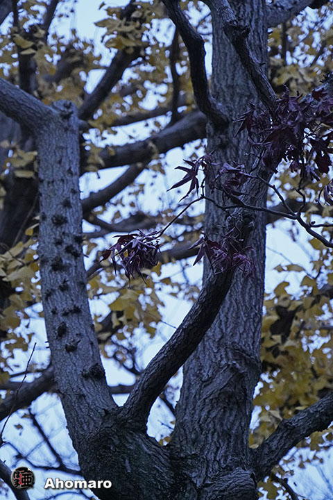 写真00
