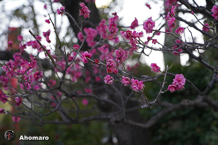 写真00