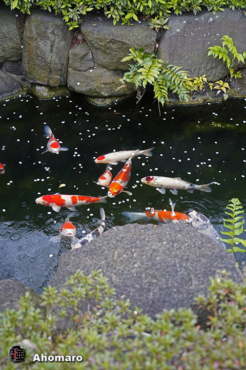写真00
