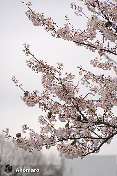 写真00
