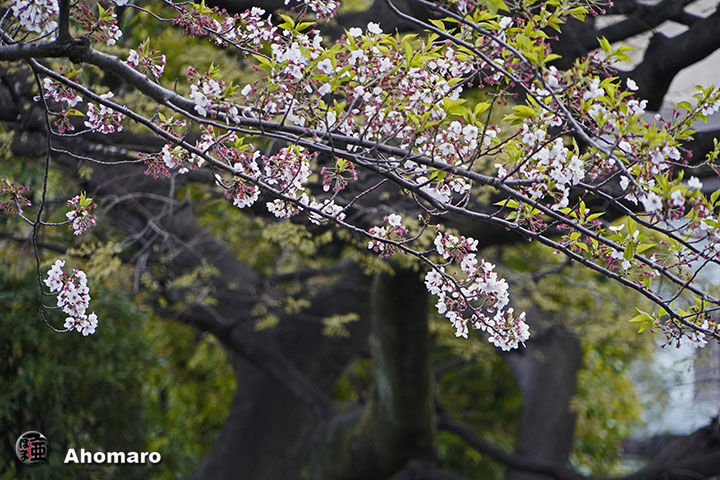 写真00