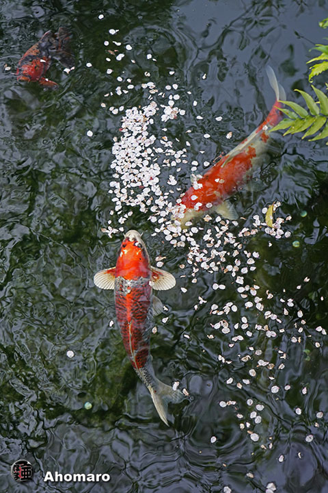 写真00