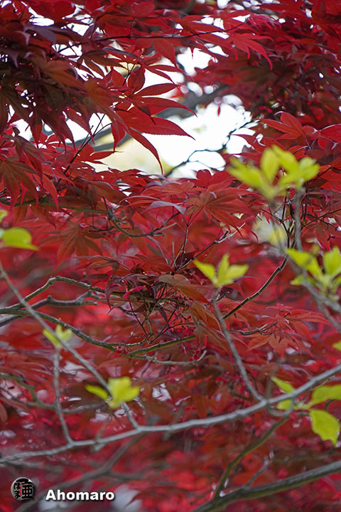 写真00