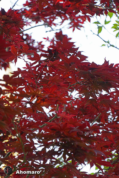 写真00