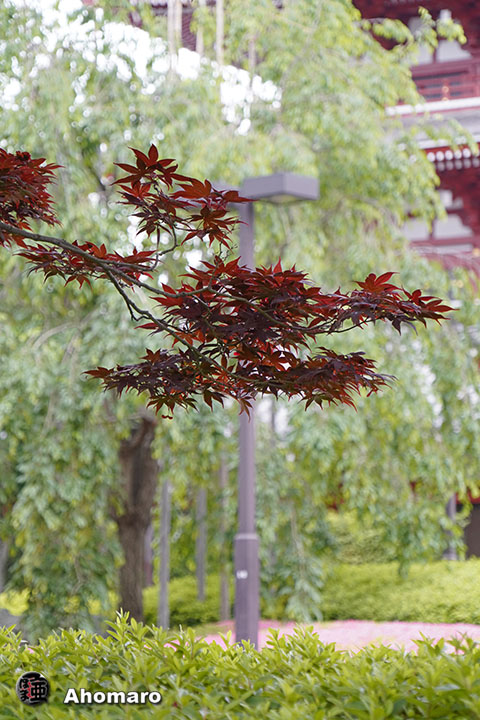 写真00