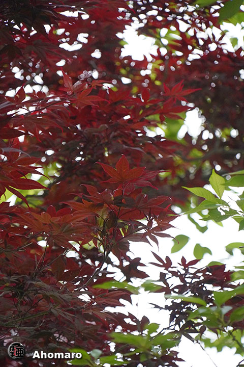 写真00