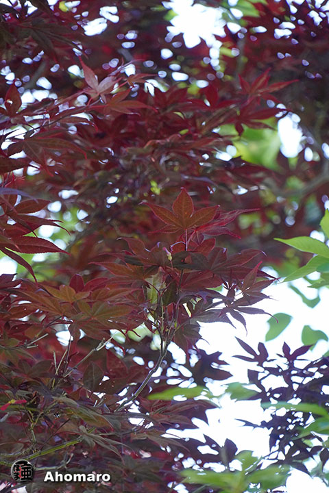 写真00