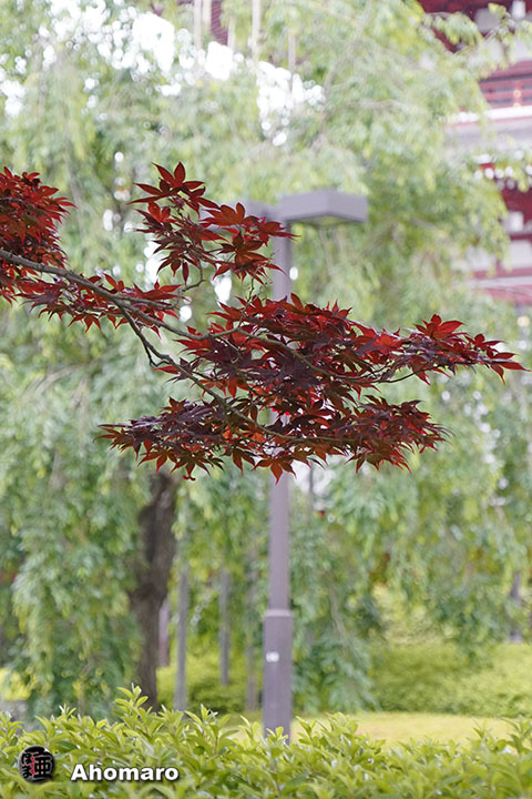 写真00