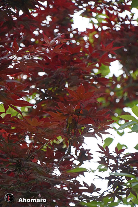 写真00