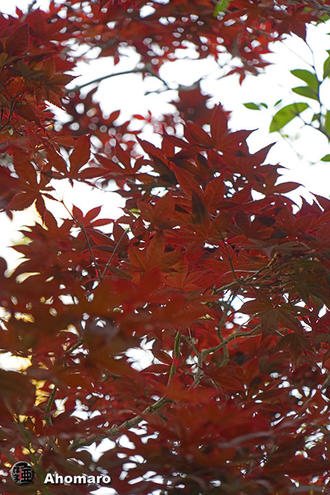 写真00