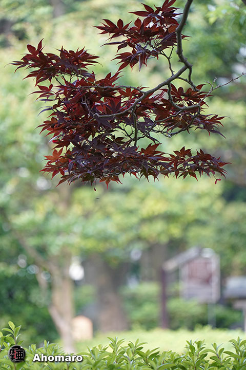 写真00