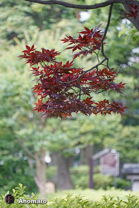 写真00