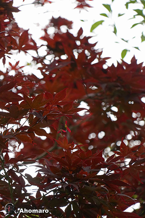 写真00