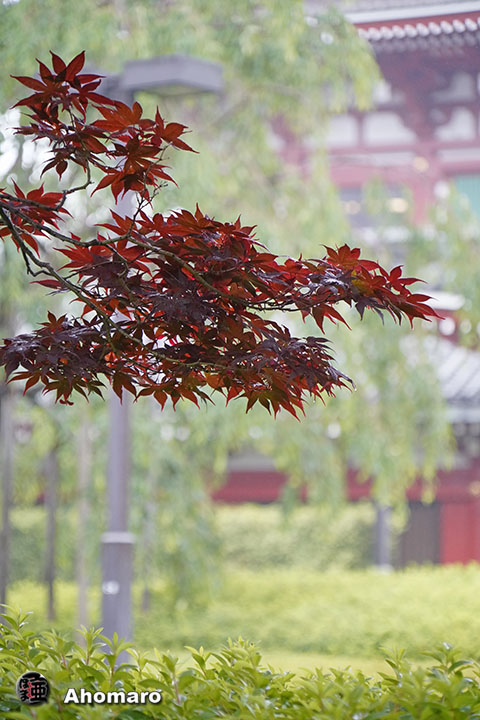 写真00
