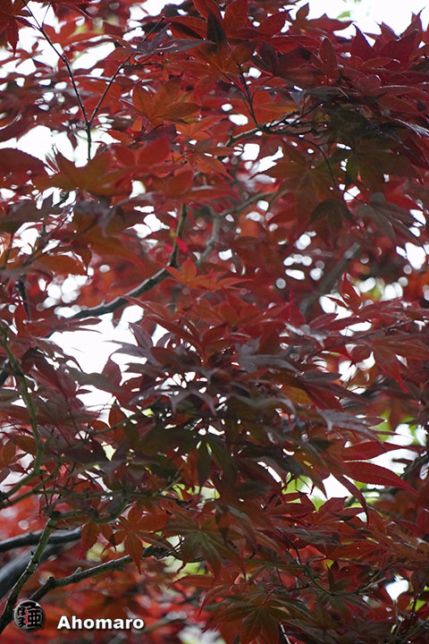 写真00