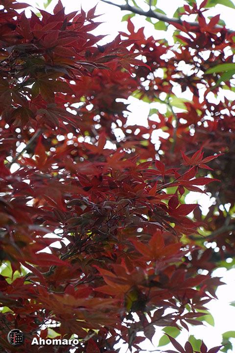 写真00