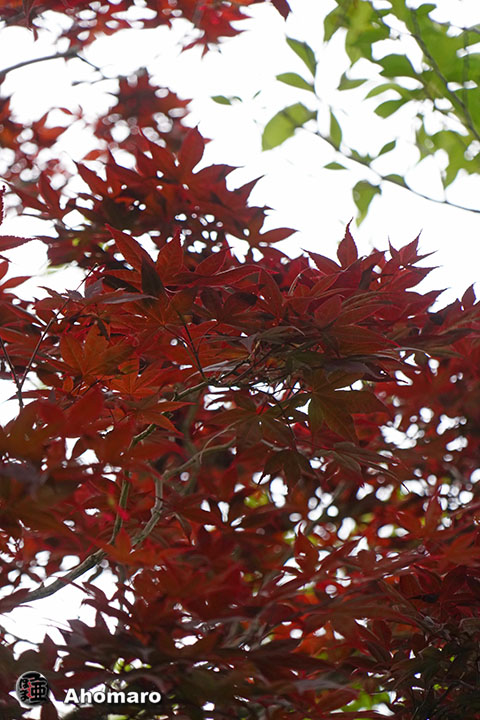 写真00