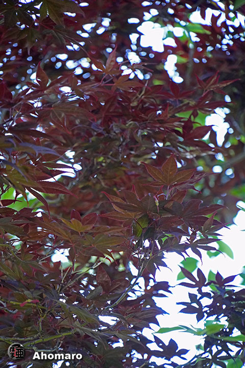 写真00