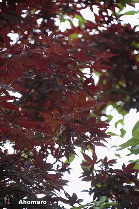 写真00