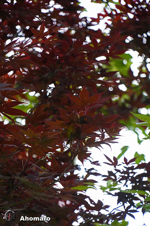 写真00