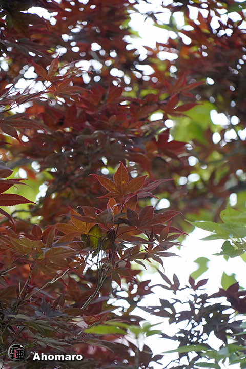 写真00