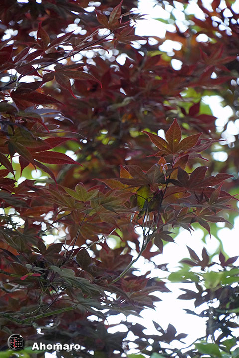 写真00