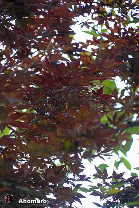 写真00