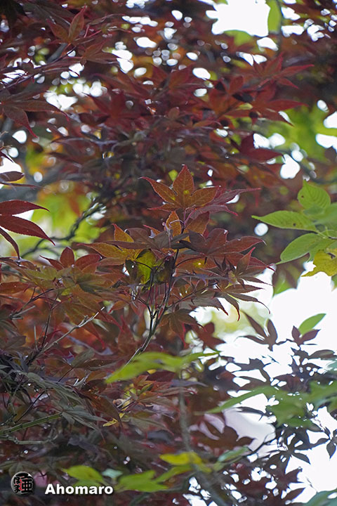 写真00