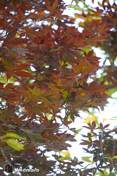 写真00