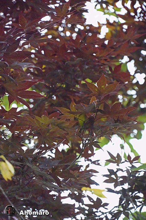 写真00